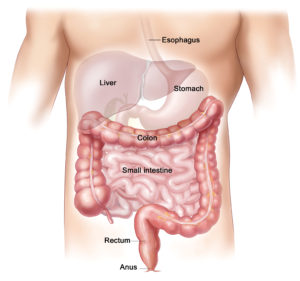 south-florida-colon-hydrotheraphy-colonics-ascension-wellness-intensines-diagram